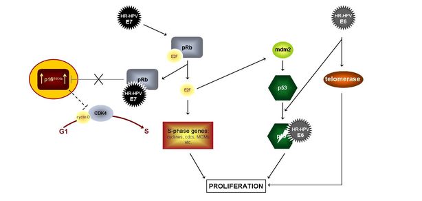 Hpv E6 E7