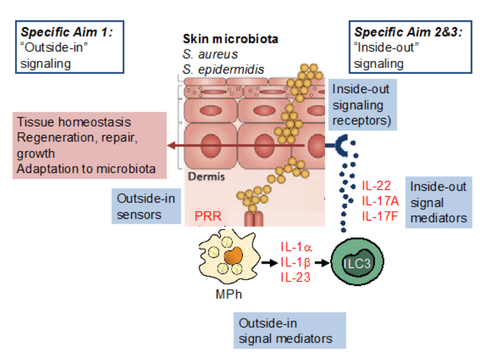 Universitätsklinikum Heidelberg Research Area A “skin Immune Barrier