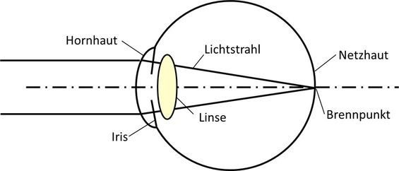 schematische Darstellung des Auges schematische Darstellung des Auges