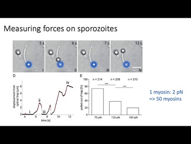 Coupling of Retrograde Flow to Force Production During Malaria Parasite Migration (ACS Nano 2016)