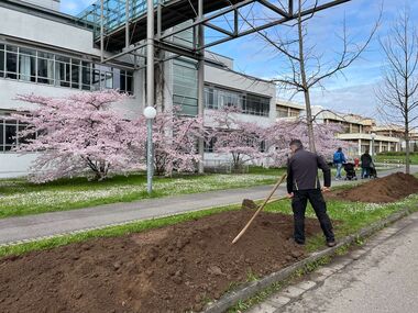 Gartenbauer verteilt Erde in einem Grünstreifen östlich der medizinischen Klinik für die Anlage einer Blumenwiese. Im Hintergrund blühende Kirschbäume vor der medizinischen Klinik. 