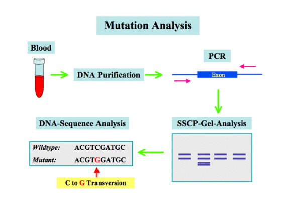 Mutationsanalyse.