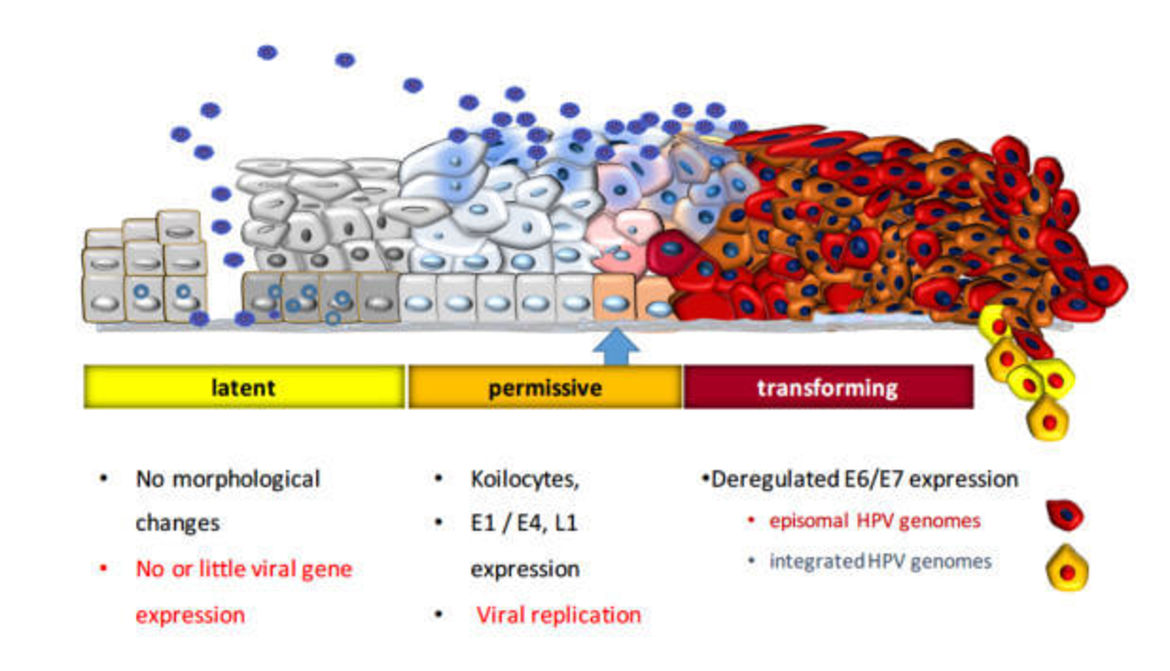 hpv assoziierter daganat)