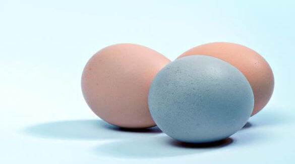 Esta foto representa dos huevos de gallina convencional y un huevo azul-verdoso de gallina Mapuche o Araucana.