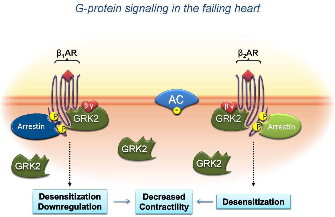 Grafik G-Protein