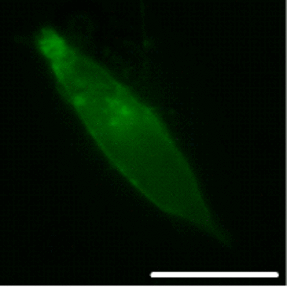 Expression of K2P channels in a culture cell. 