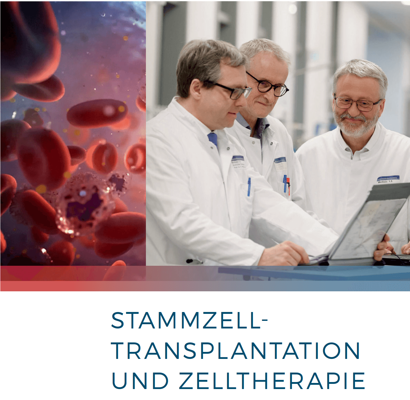 Broschüre für Stammzelltransplantation und Zelltherapie, Prof. Dr. med. Carsten Müller-Tidow, Prof. Dr. med. Peter Dreger und Prof. Dr. med. Michael Schmitt sind auf dem Cover im Gespräch miteinander abgebildet. 