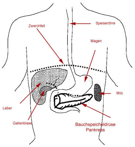 diagram of kidney location kidney location diagram kidney free engine image diagram of kidney location kidney location diagram kidney free engine image